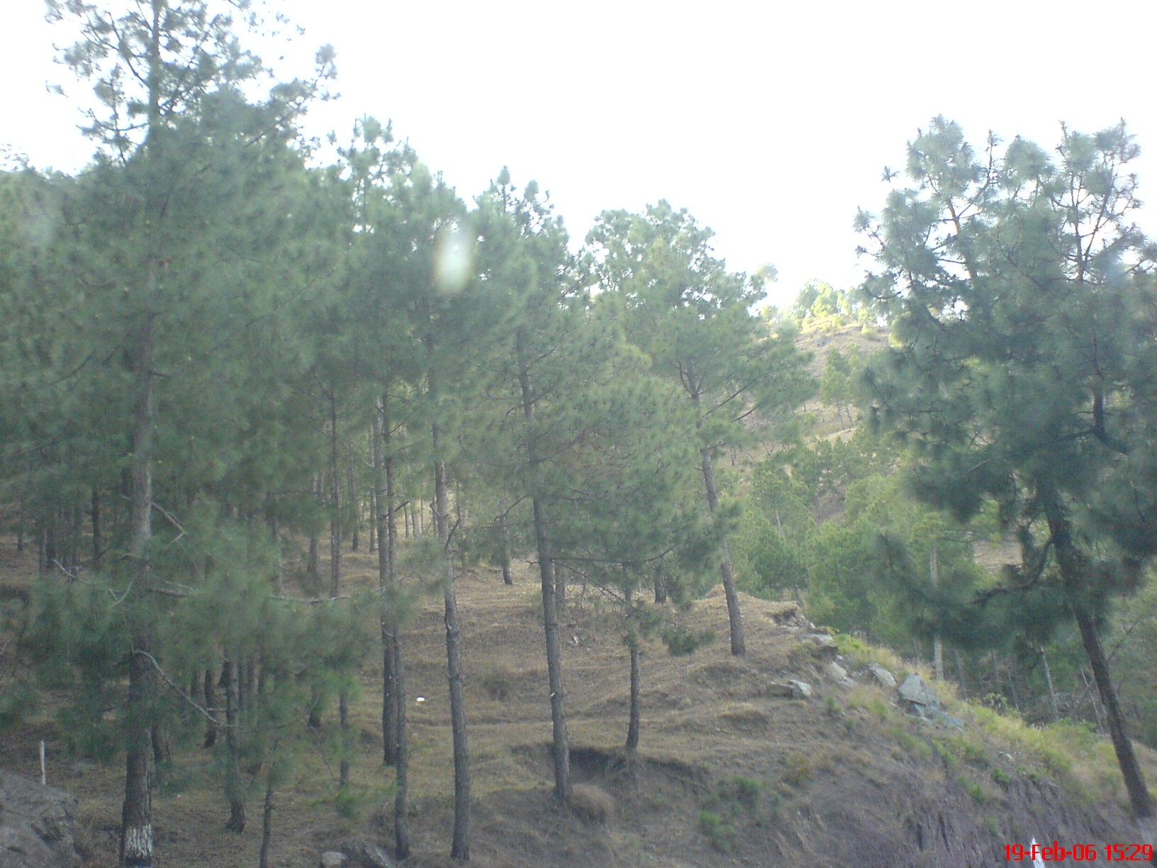 Shimla cover